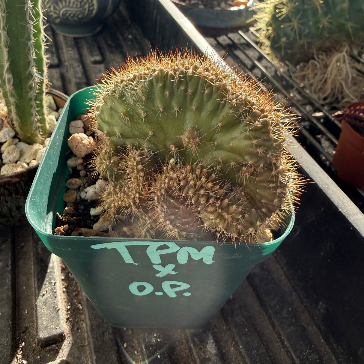 TPM x OP - Monstros - Cactus Hybrid