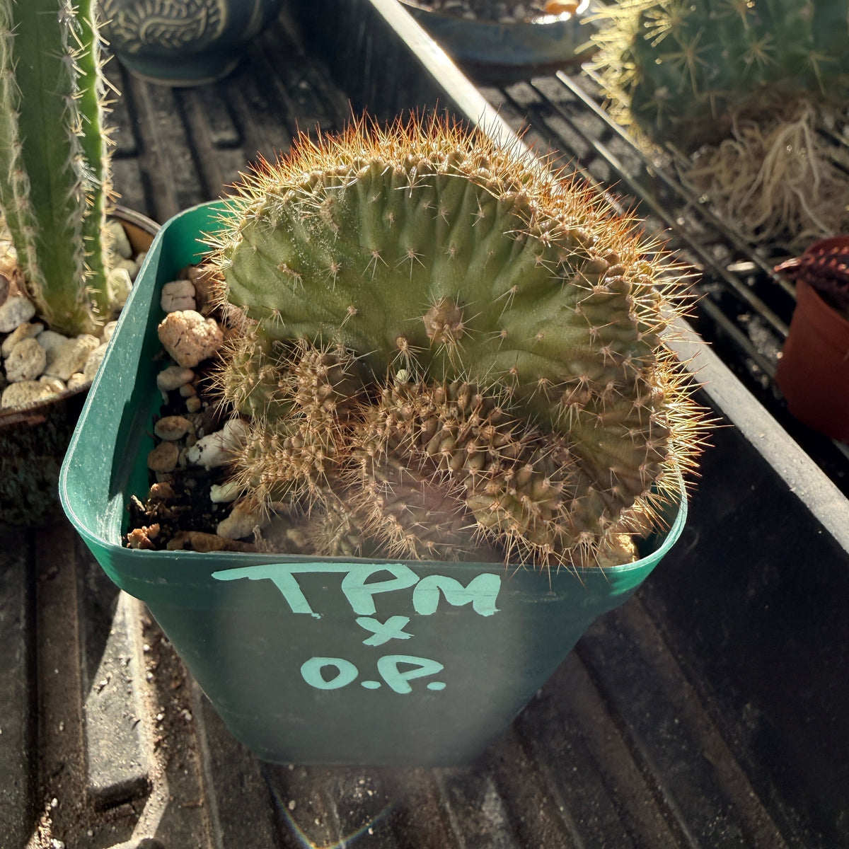 TPM x OP - Monstros - Cactus Hybrid