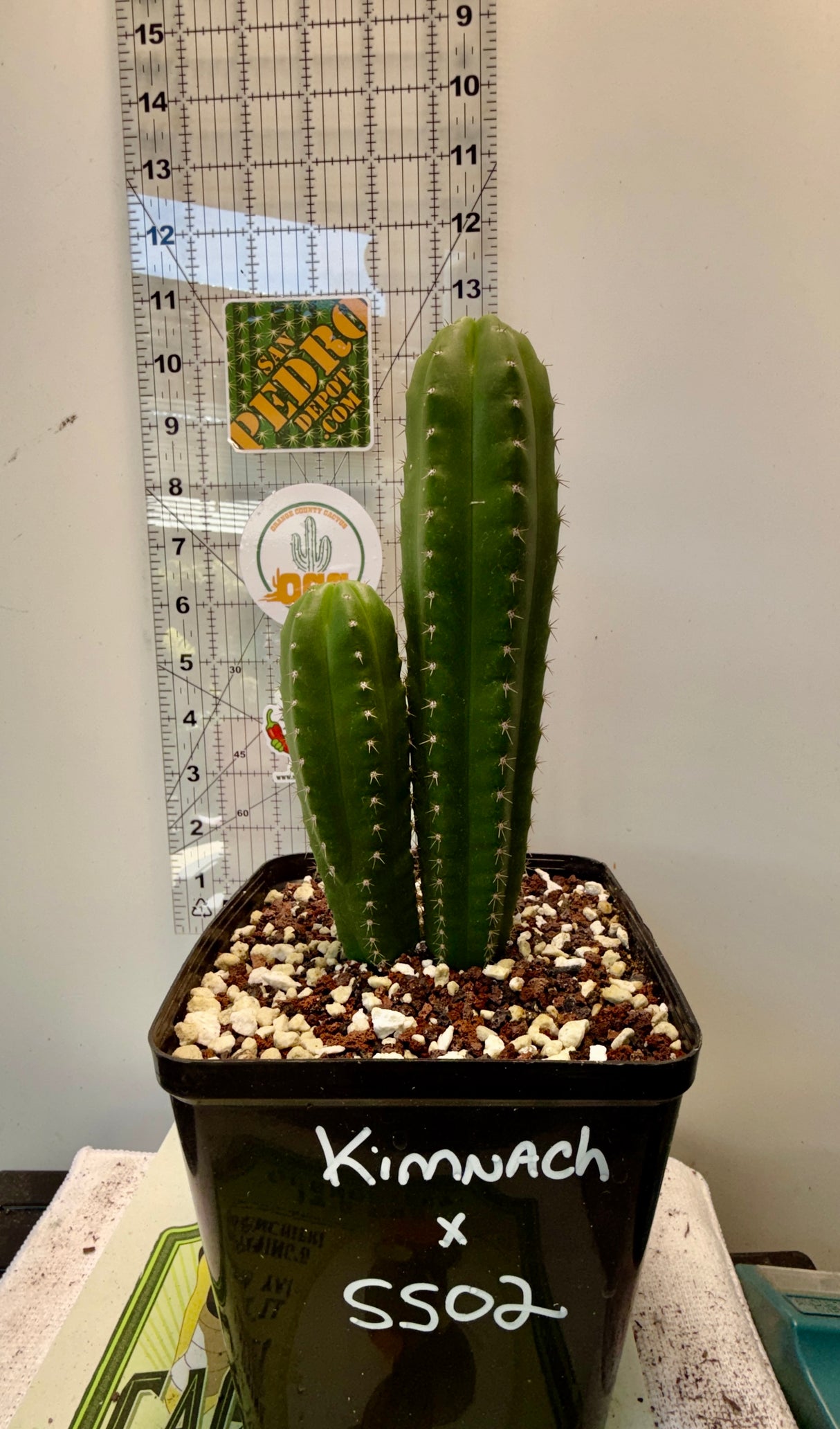 Rare Cactus - Columnar Cactus Hybrid - (KIMxSS02)