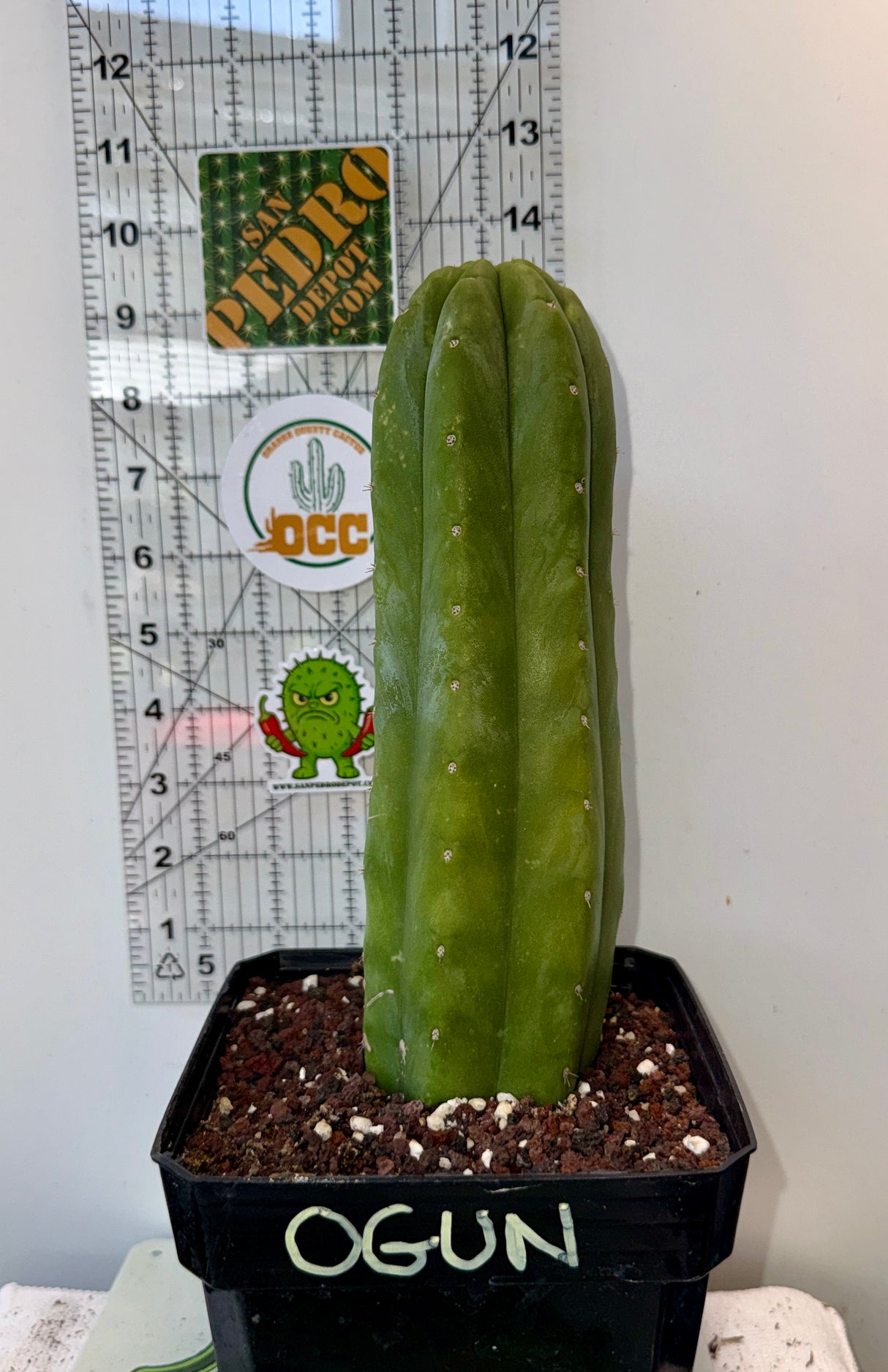 Rare Cactus - Columnar Cactus Clone - (OGUN-CLONE)