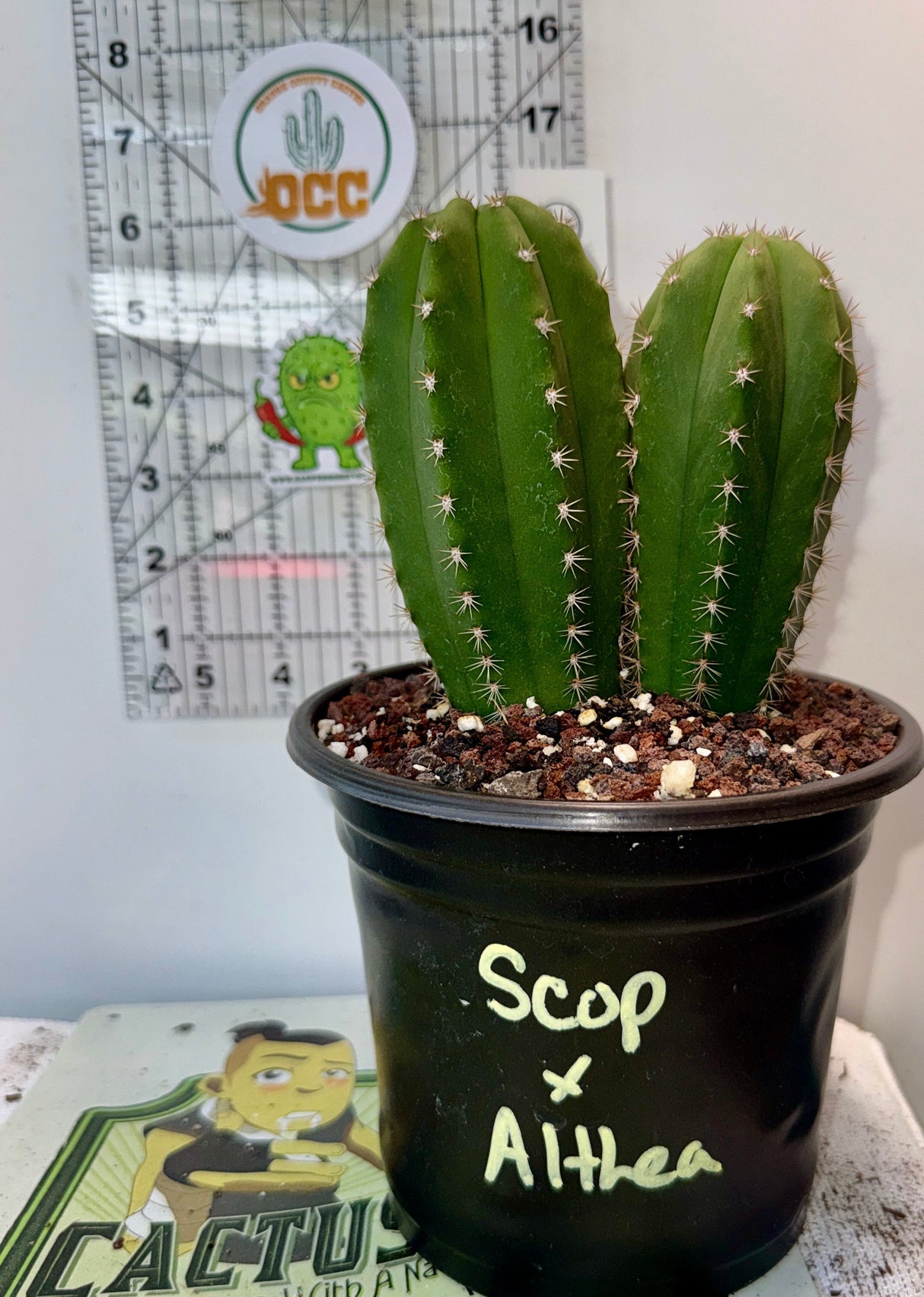 SCOPULICOLA x ALTHEA - Columnar Cactus Hybrid