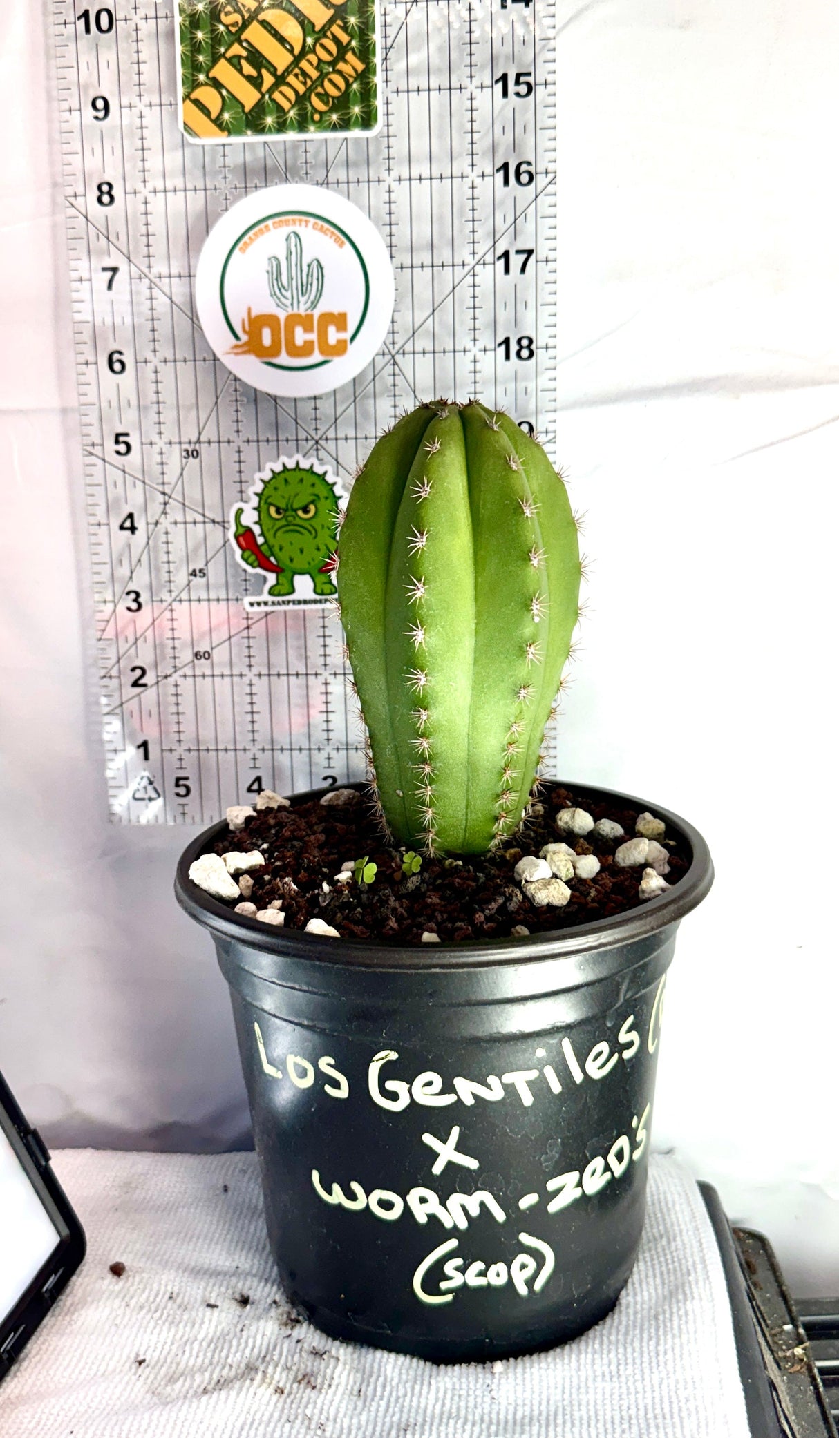 LOS GENTILES x WORM-ZED's - Columnar Cactus Hybrid