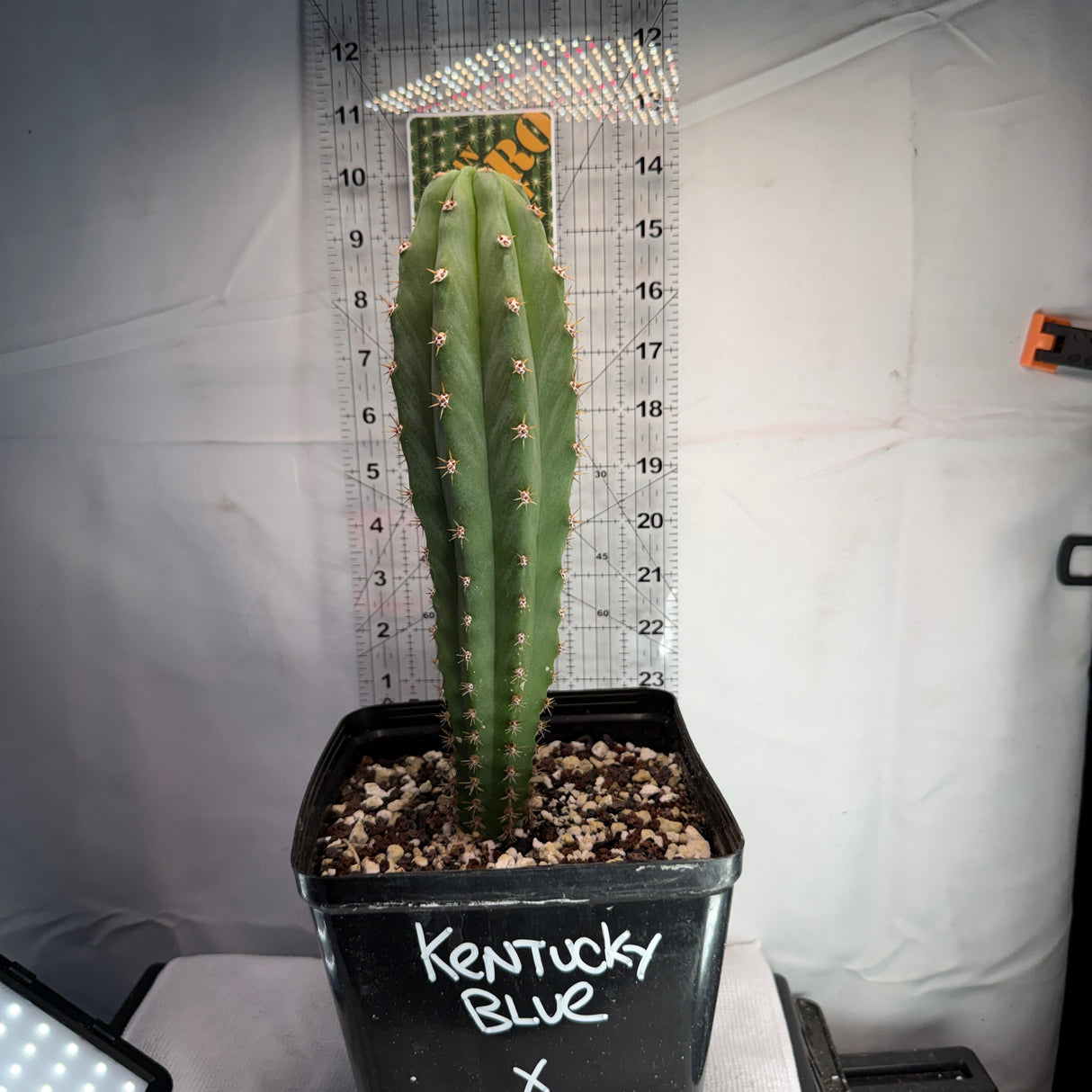 Rare Cactus - Columnar Cactus Hybrid - (KENxFIL)