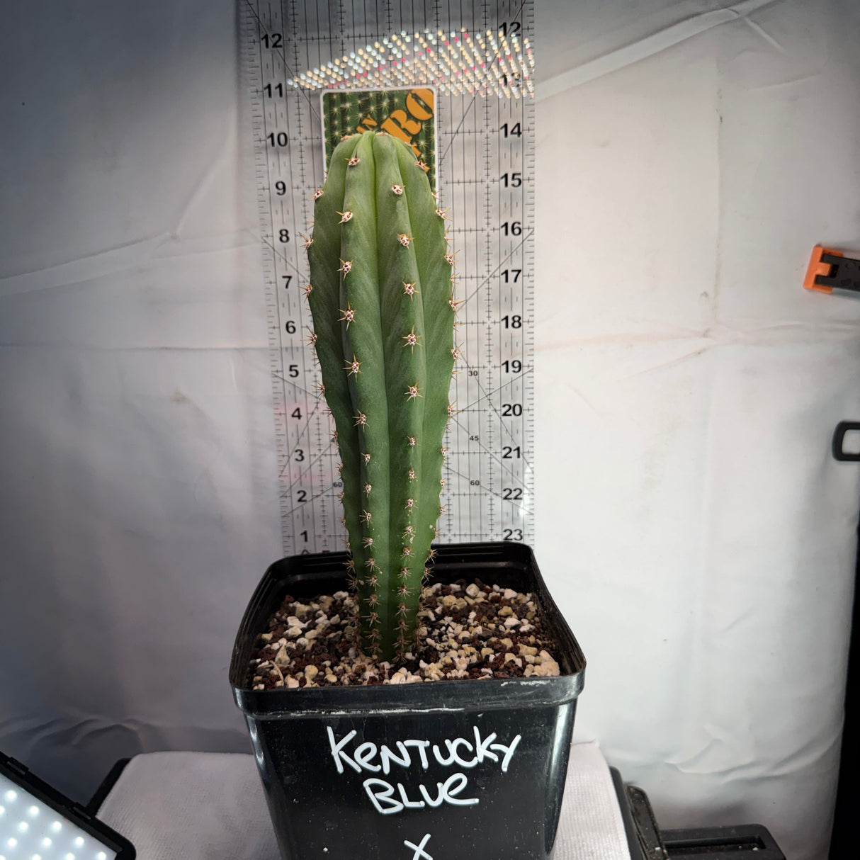 KENTUCKY BLUE x FILMORE - Columnar Cactus Hybrid