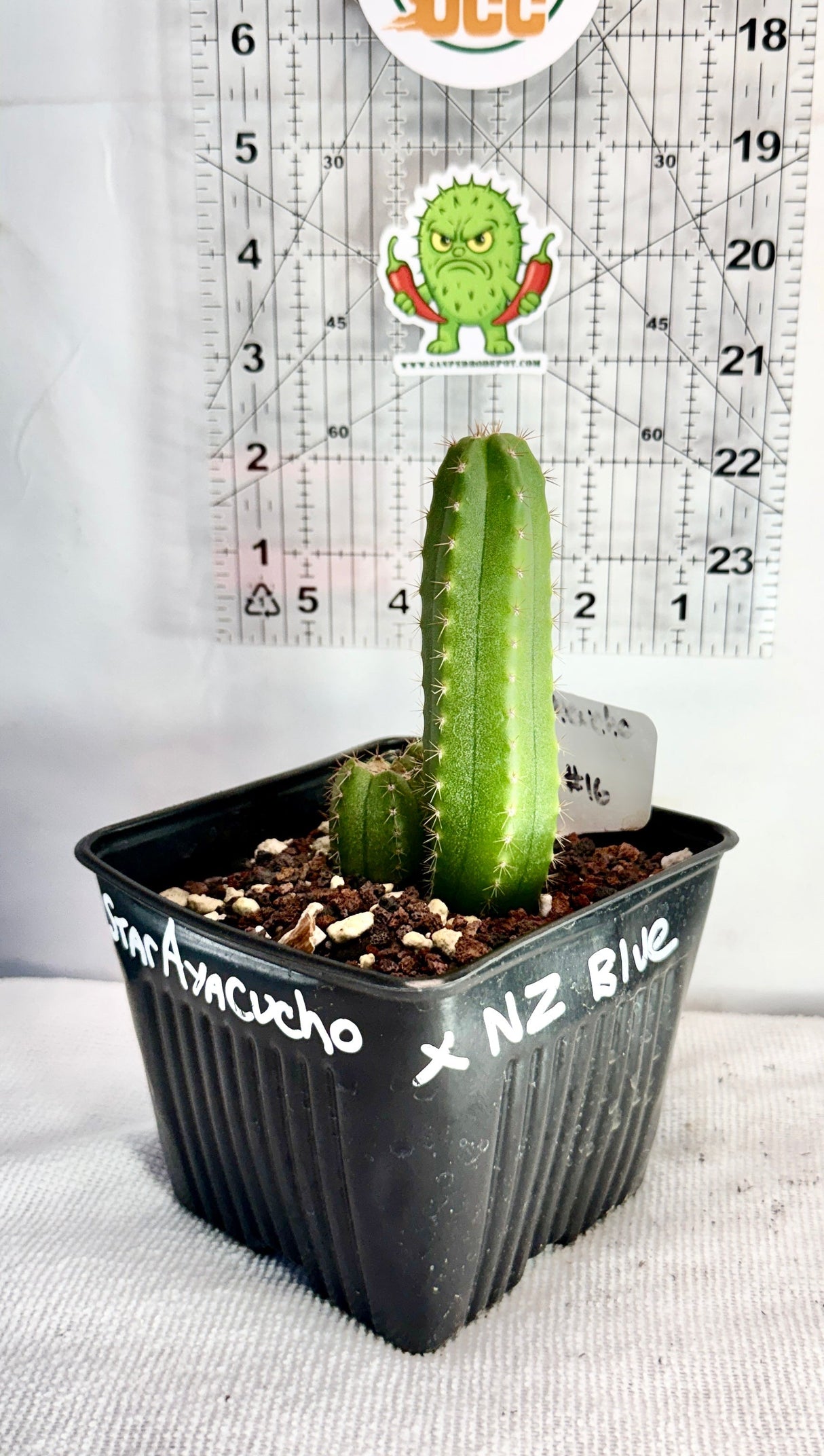 STAR AYACUCHO x NZ BLUE - Columnar Cactus Hybrid