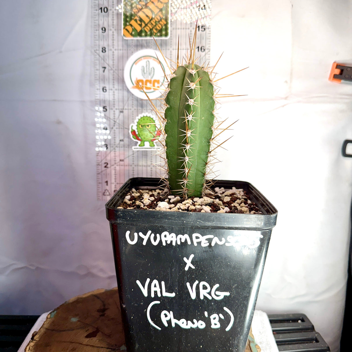 UYUPAMPENSIS x VAL VRG - Columnar Cactus Hybrid