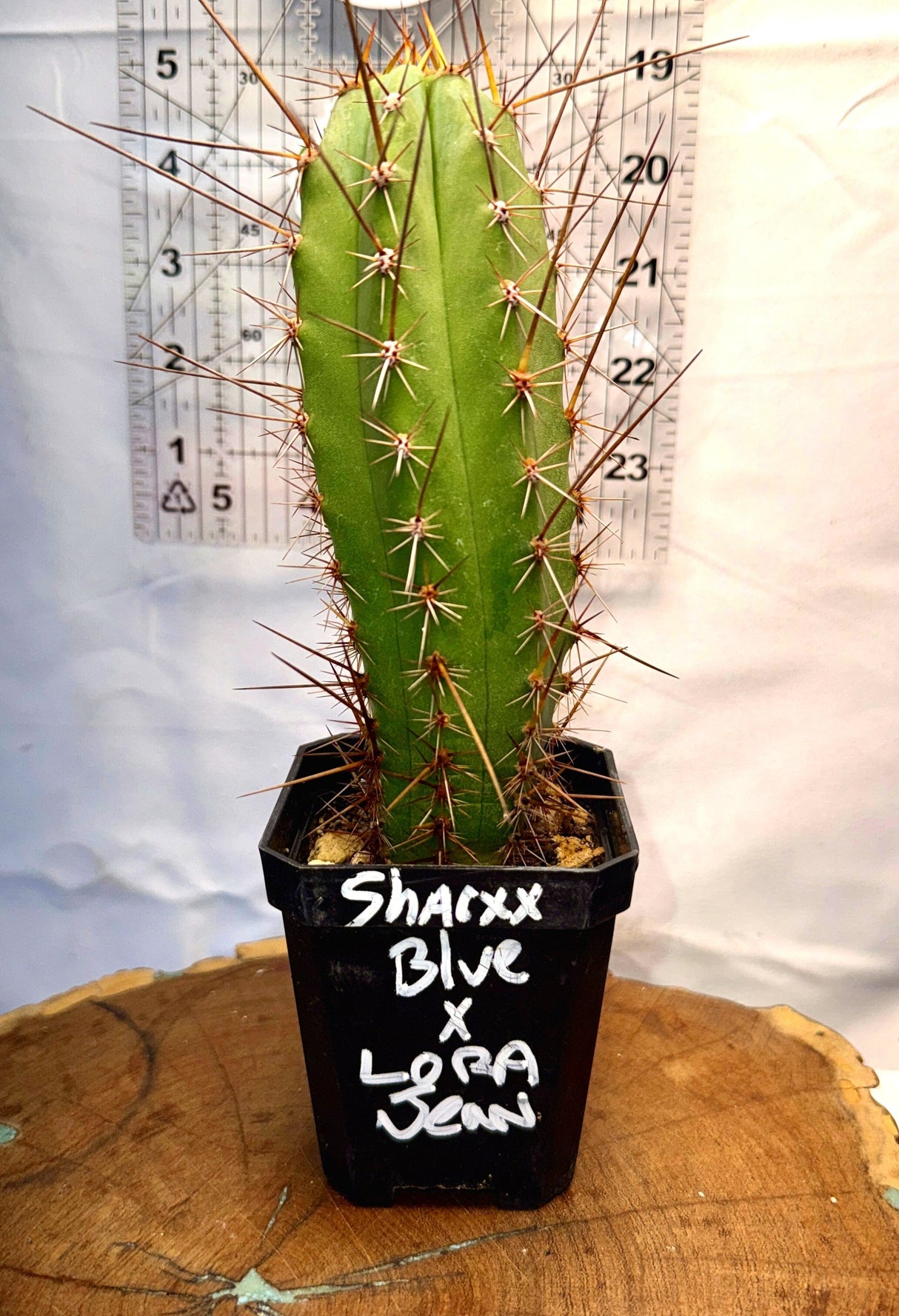 SHARXX BLUE x LORA JEAN - Columnar Cactus Hybrid