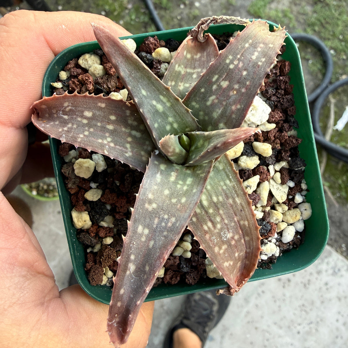 Aloe Maculata - Soap Aloe