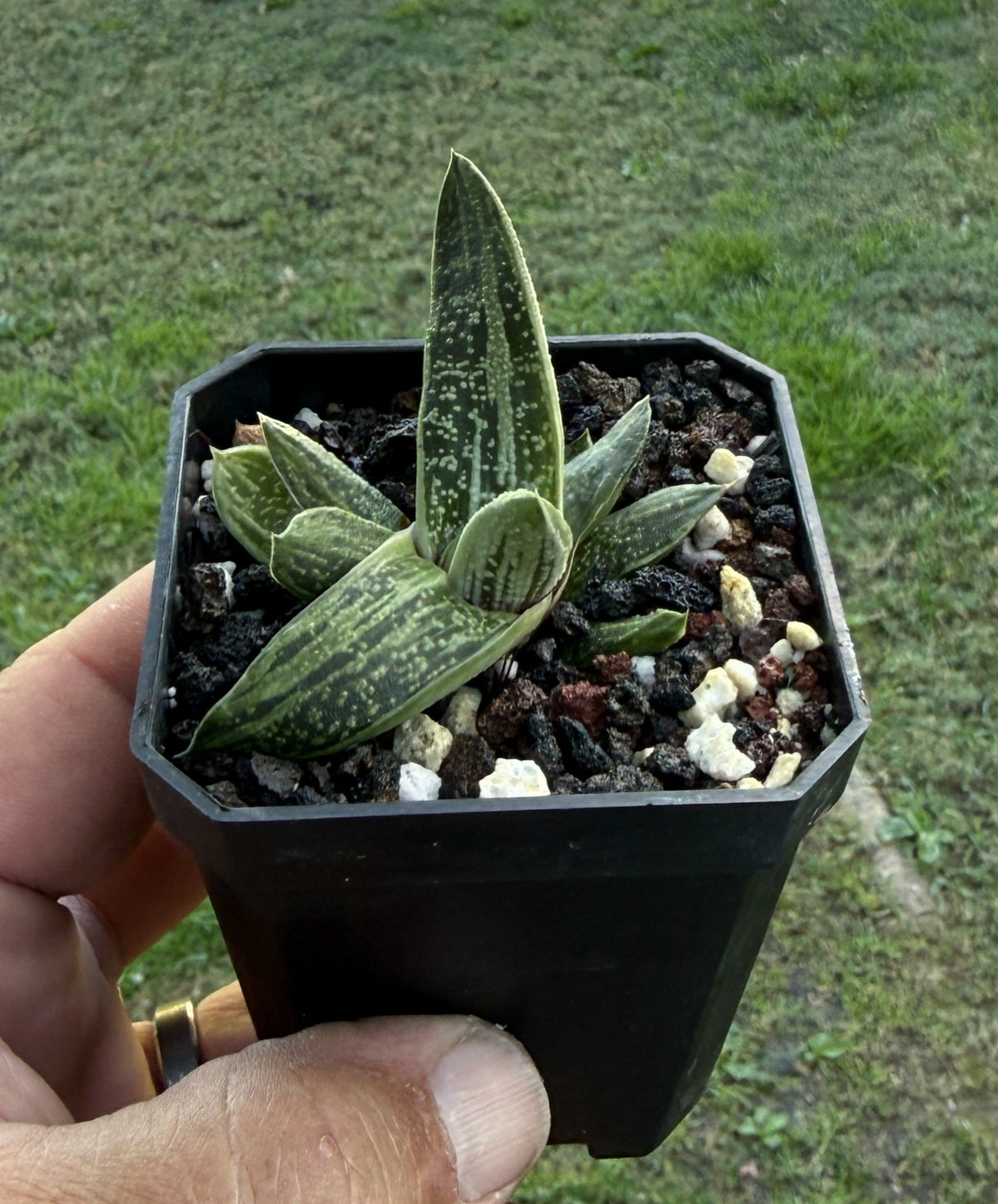 Gasteria 'Little Warty'