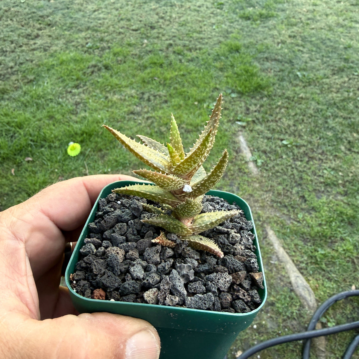 Aloe juvenna 'Tiger Tooth Aloe'