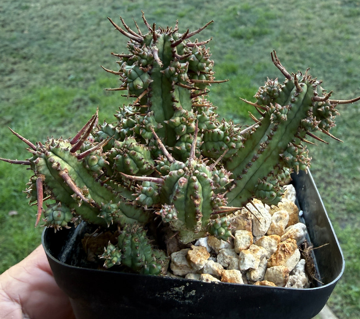 Euphorbia Mammillaris, - Indian Corn Cob