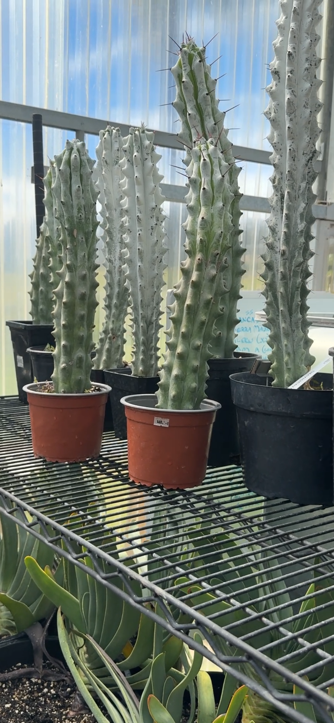 Stenocereus Beneckei - Ghost Cactus