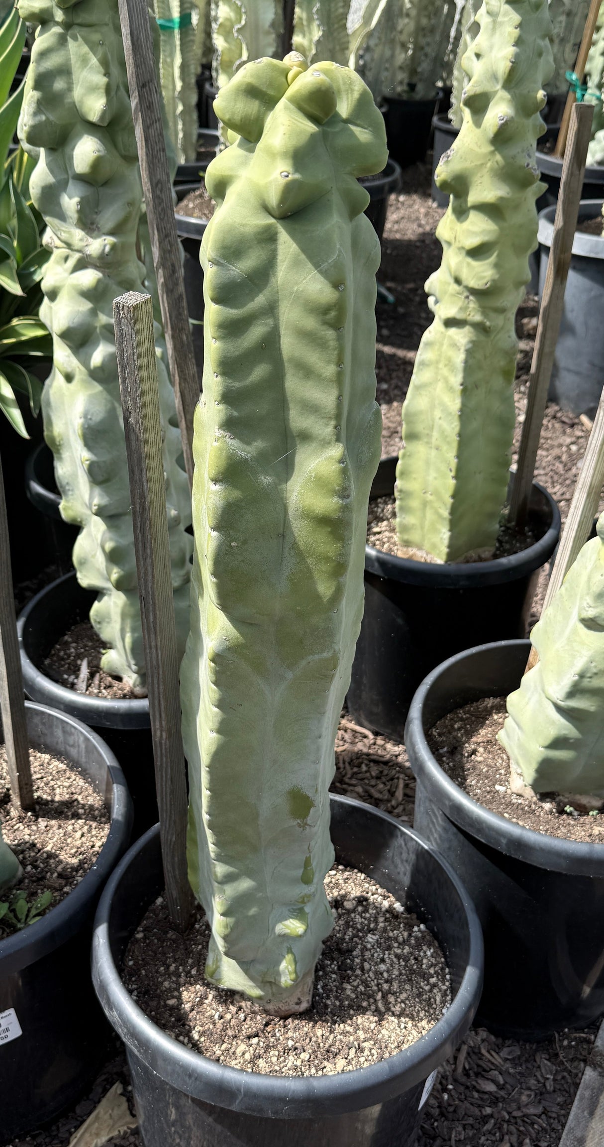 Totem Pole Cactus - Lophocereus Schottii Monstros