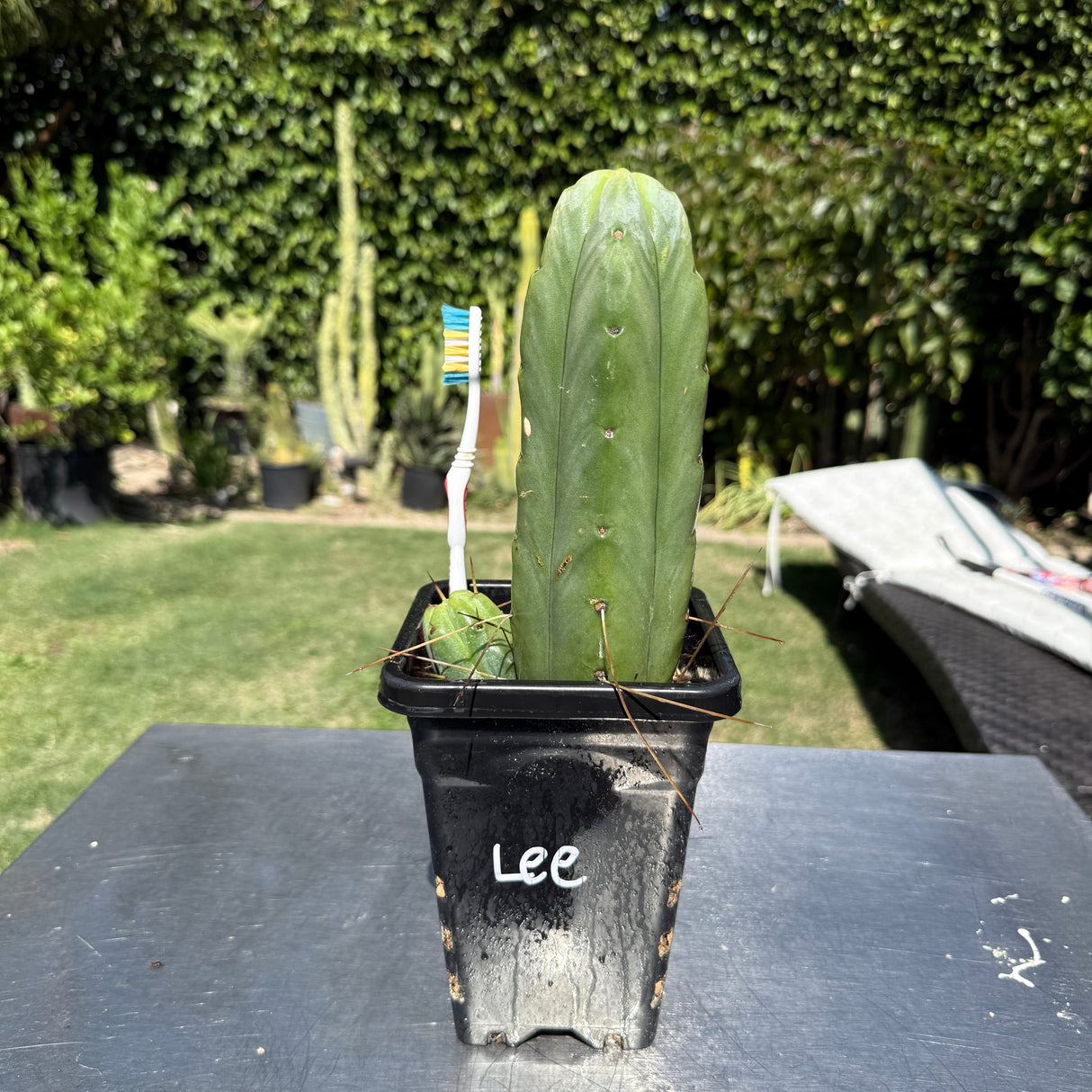 Lee - Columnar Cactus Clone