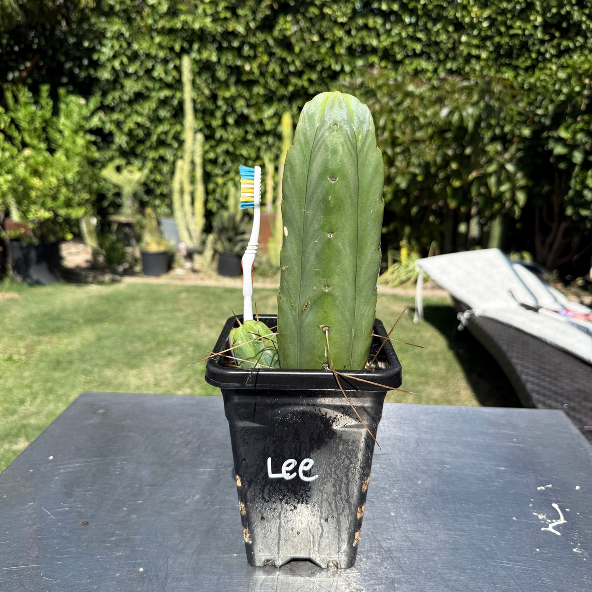 Lee - Columnar Cactus Clone