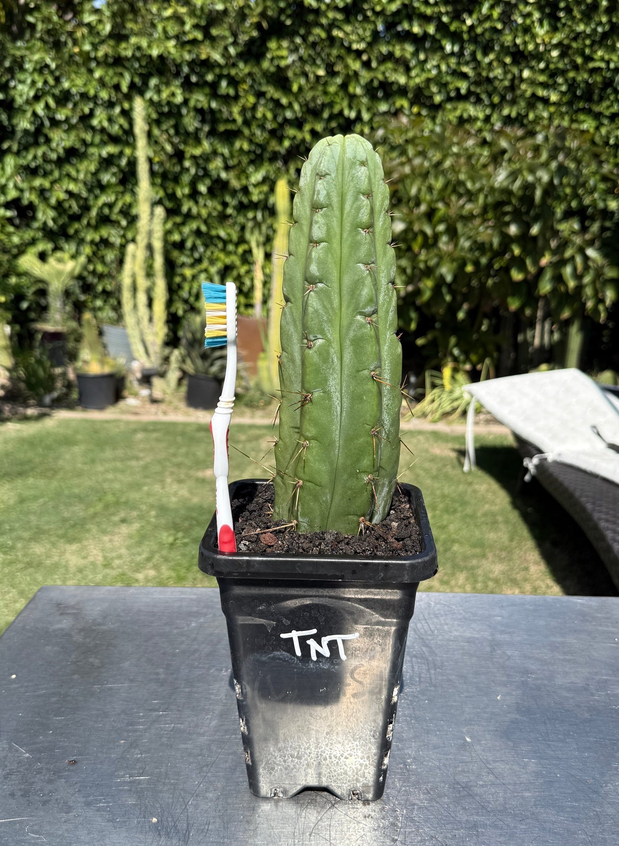 TNT - Columnar Cactus Clone