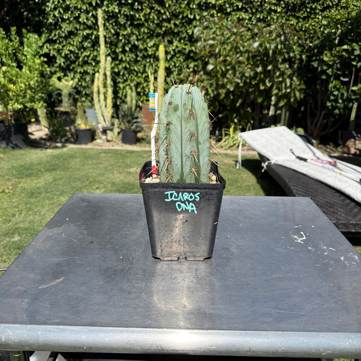 Icaros DNA - Columnar Cactus Clone