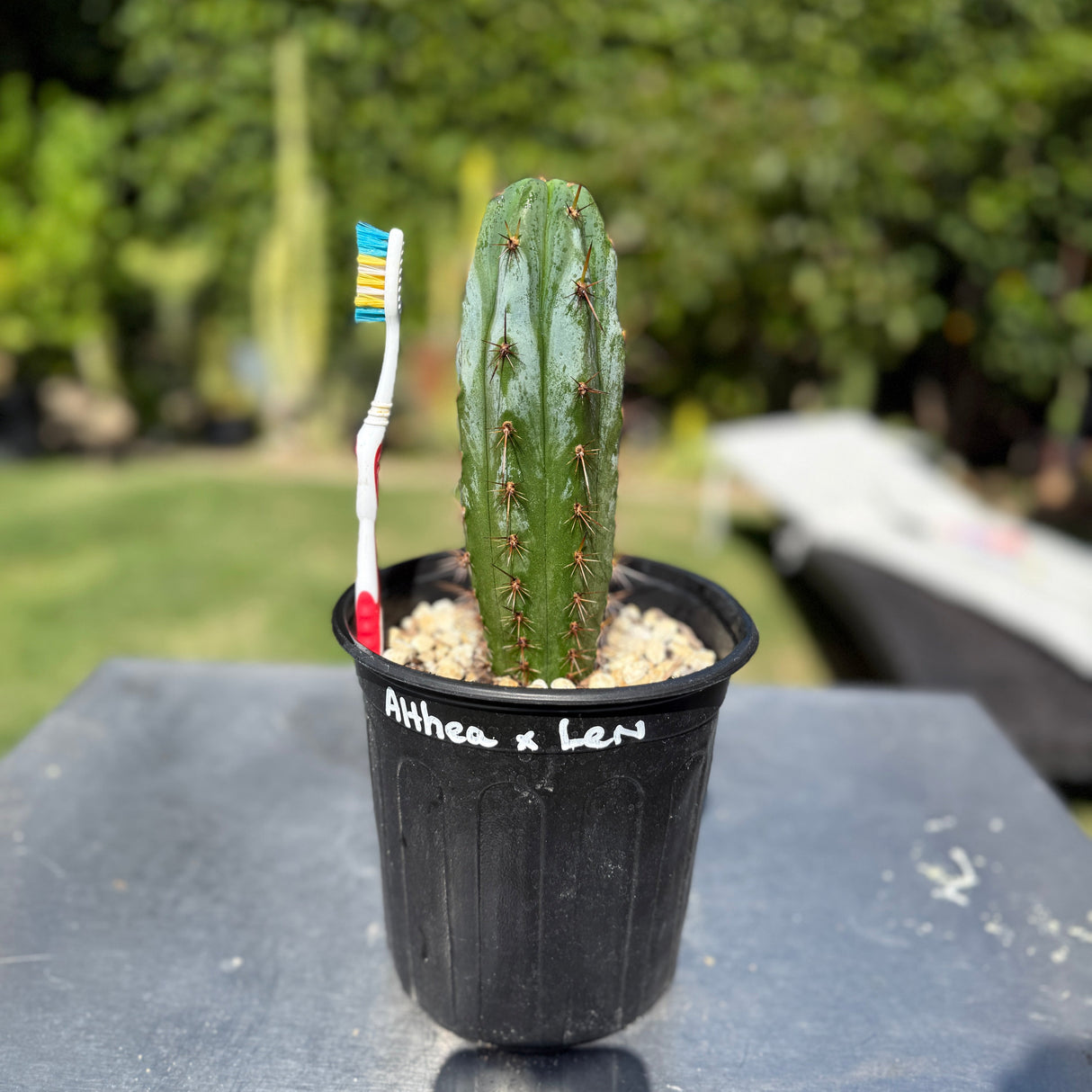 Rare Cactus - Columnar Cactus Hybrid - (ALTHEA x LEN)