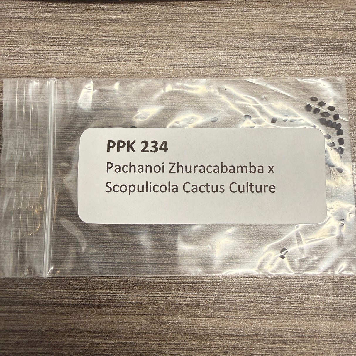 PPK 234 - Zhuracabamba x Scopulicola Cactus Culture - Pachanoi x Scopulicola
