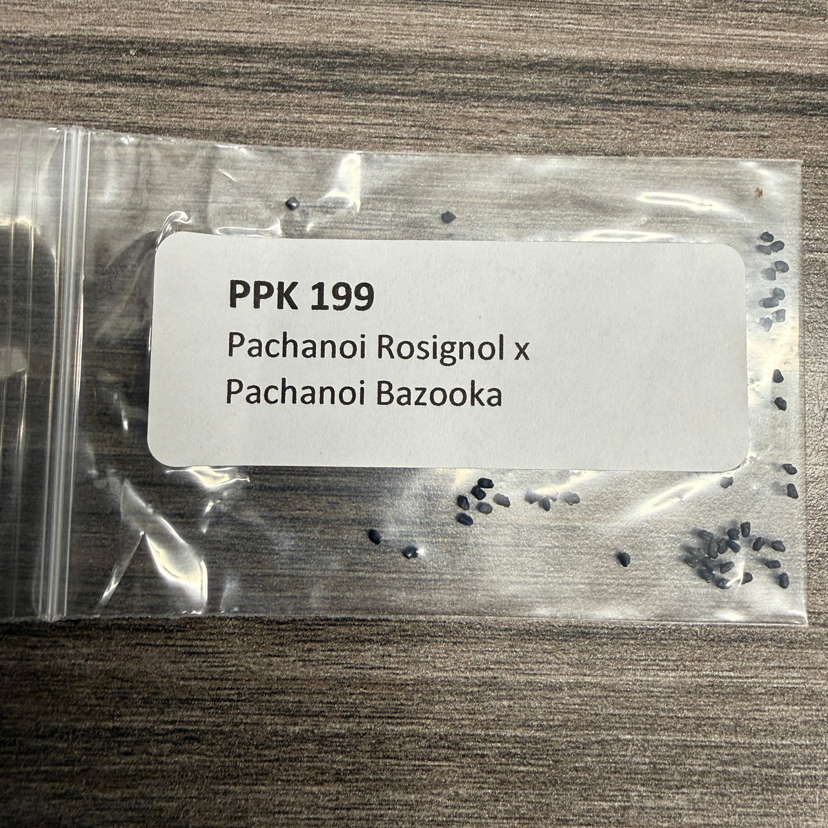 PPK 199 - Rosignol x Bazooka - Pachanoi x Pachanoi