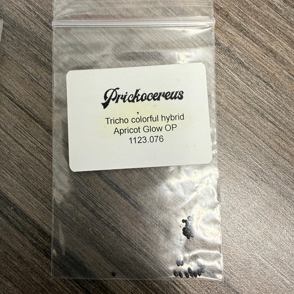 Prickocereus Seed Pack 1123.076 - Apricot Glow OP - Colorful Hybrid