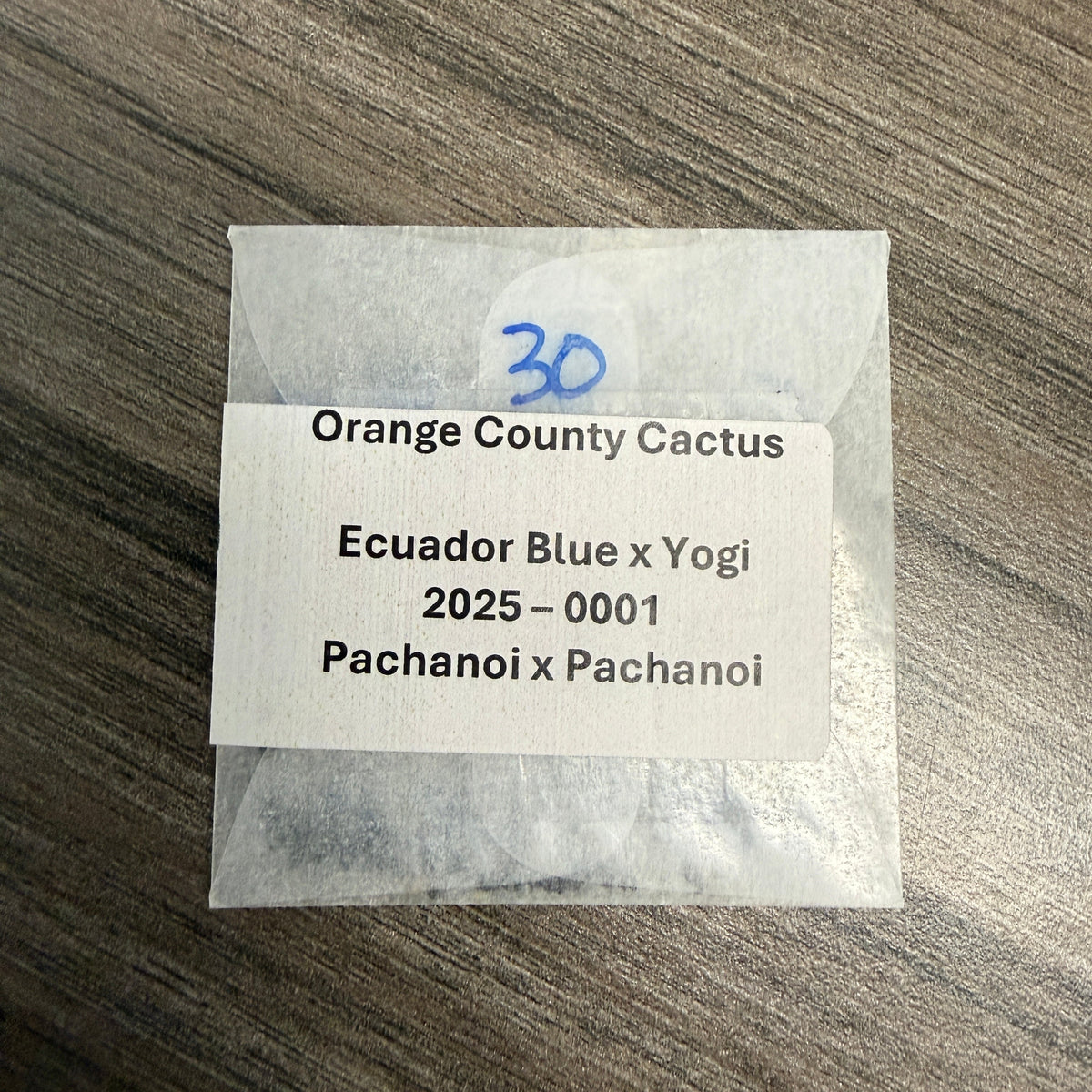 Orange County Cactus 0001 - Ecuador Blue x Yogi - Pachanoi x Pachanoi