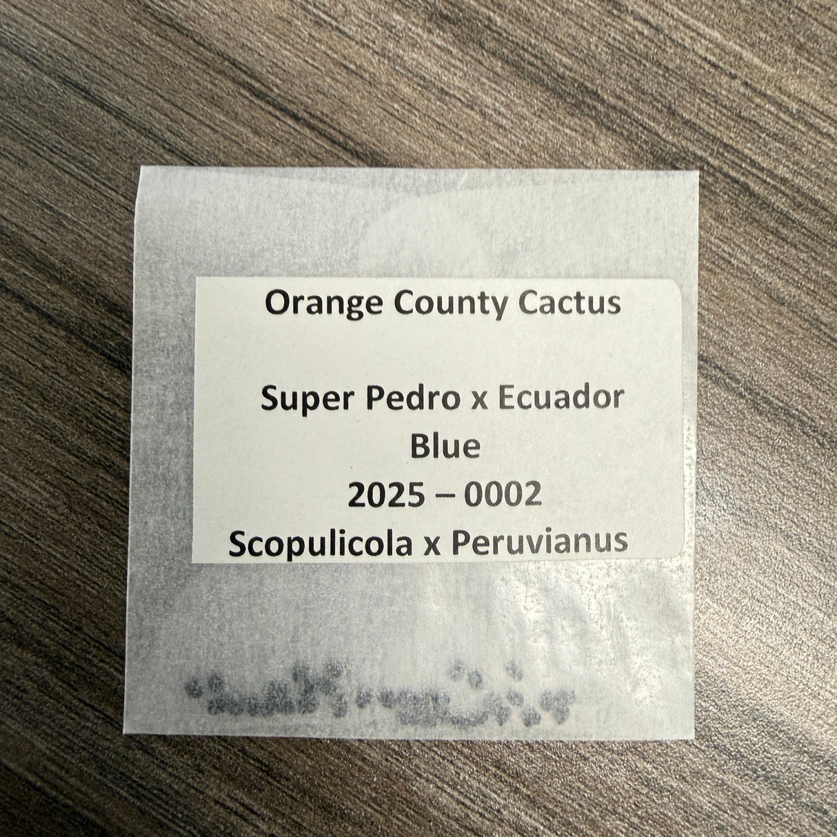 Orange County Cactus 0002 - Super Pedro x Ecuador Blue - Scopulicola x Peruvianus