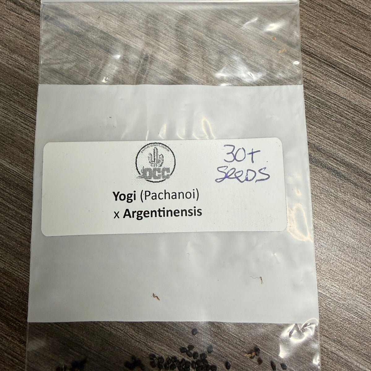 Orange County Cactus 0003 - Yogi x Argentinensis - Pachanoi x Argentinensis