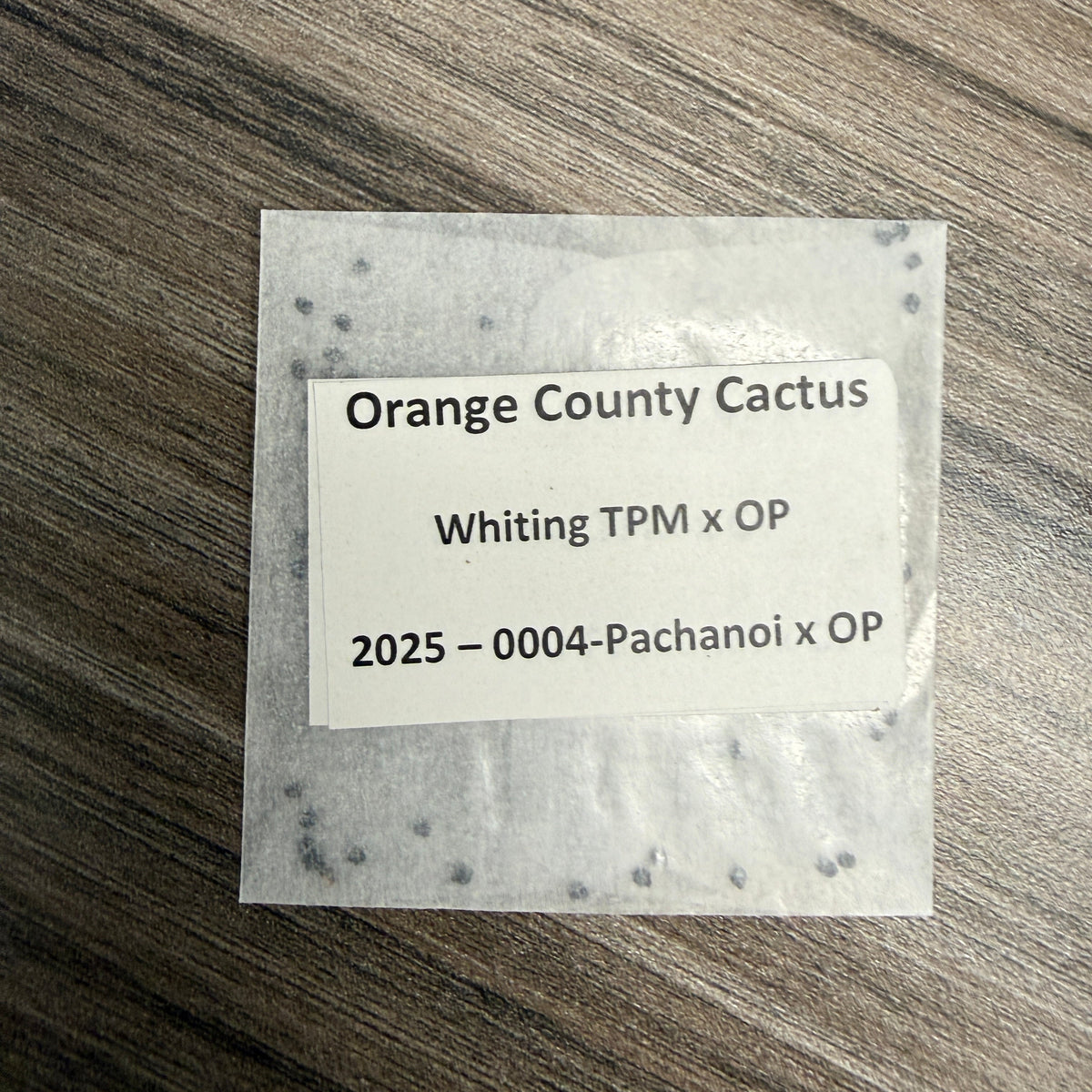 Orange County Cactus 0004 - Whiting TPM x OP - Pachanoi x OP - (First Fruit)