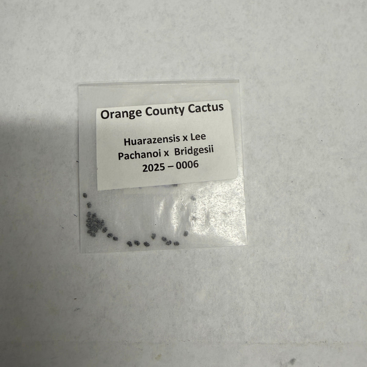 Orange County Cactus 006 - Huarazensis x Lee - Pachanoi x Bridgesii