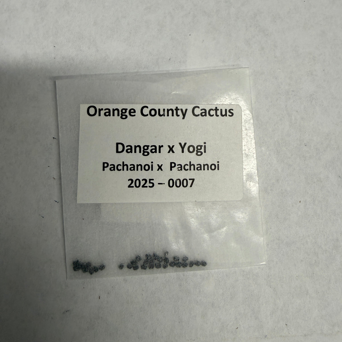 Orange County Cactus - 0007 - Dangar x Yogi - Pachanoi x Pachanoi