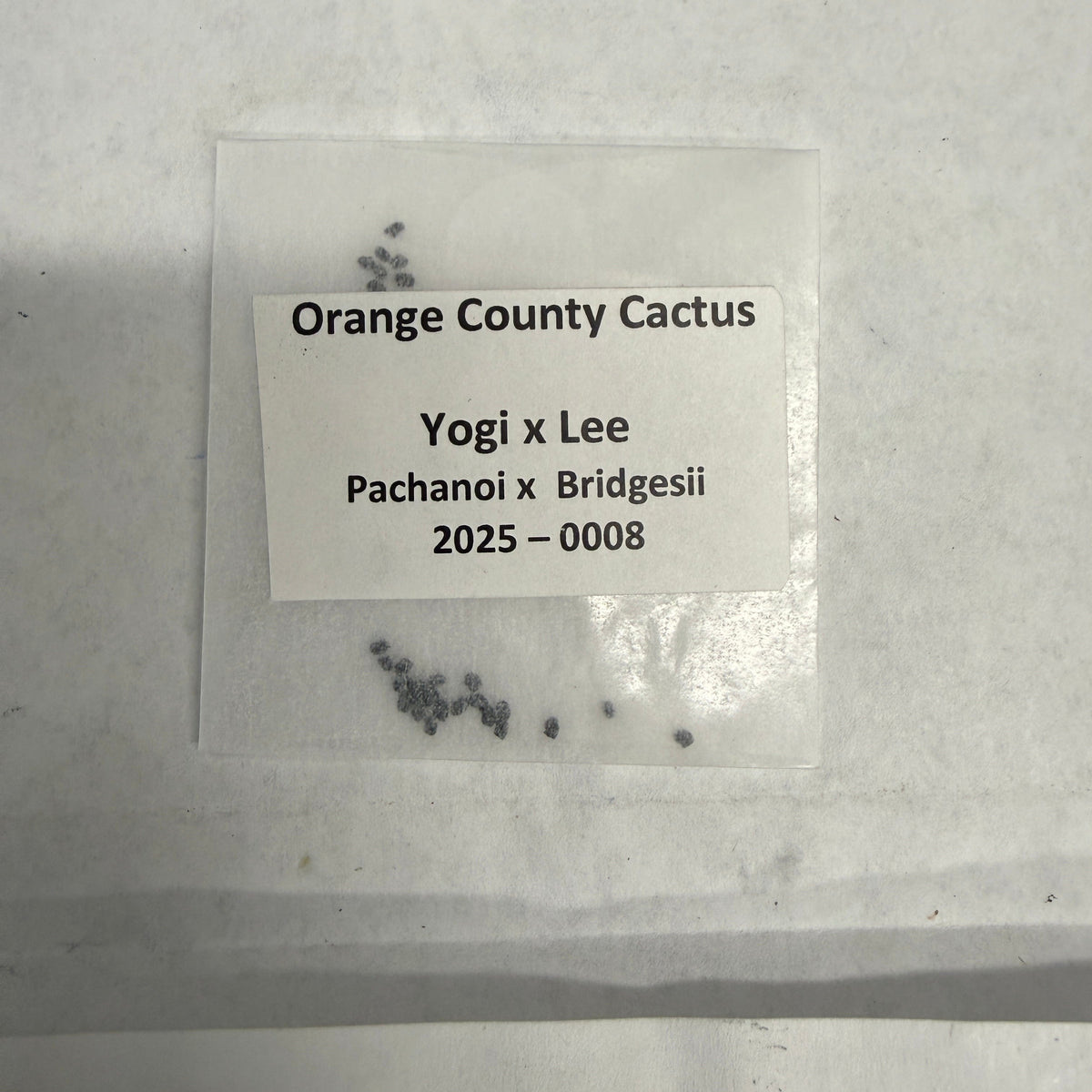 Orange County Cactus - 0008 - Yogi x Lee - Pachanoi x Bridgesii