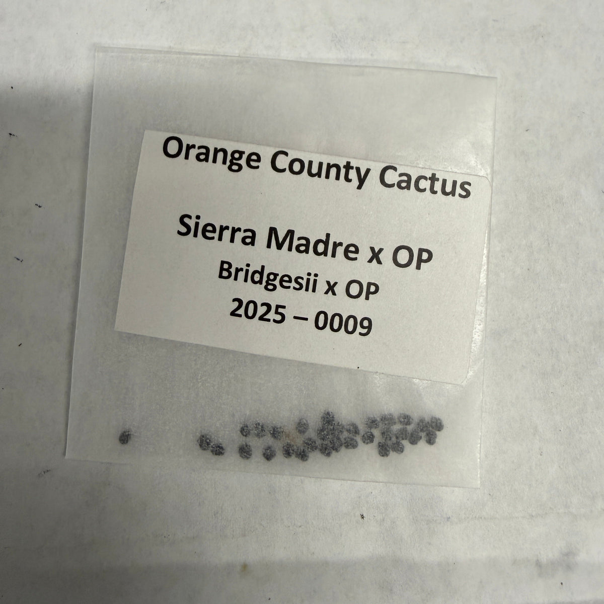Orange County Cactus - 0009 - Sierra Madre x OP - Bridgesii x op