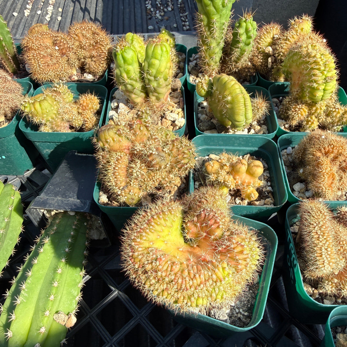 Orange County Cactus - 0015 - Whiting TPM x OP (second fruit)