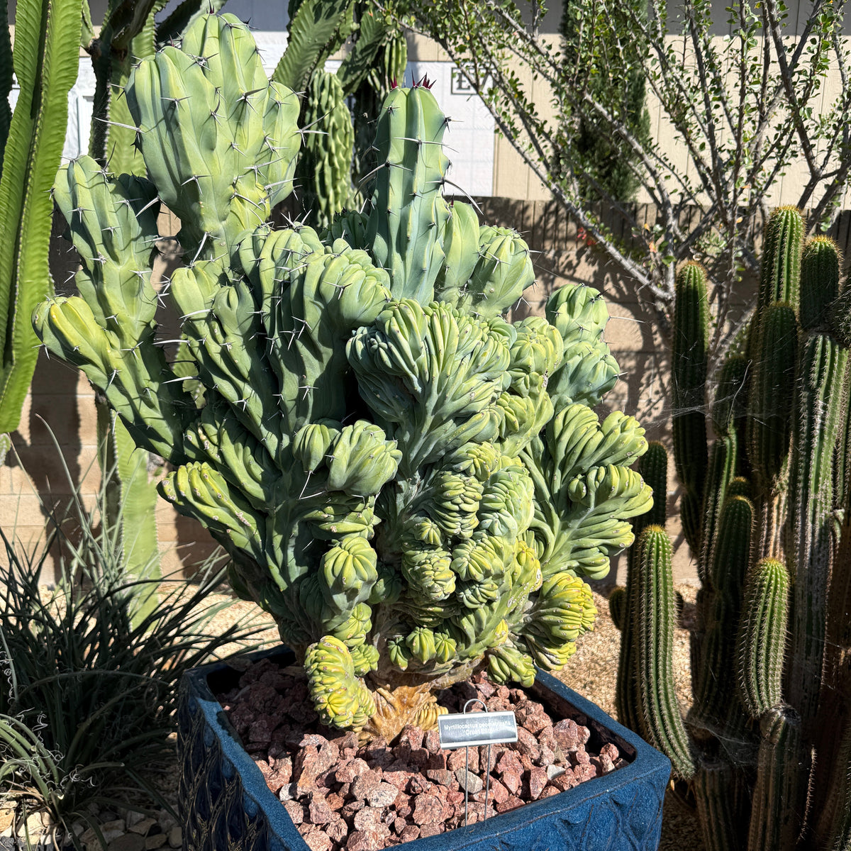Myrtillocactus Geometrizans 'Elite' – Crested Blue Myrtle Cactus