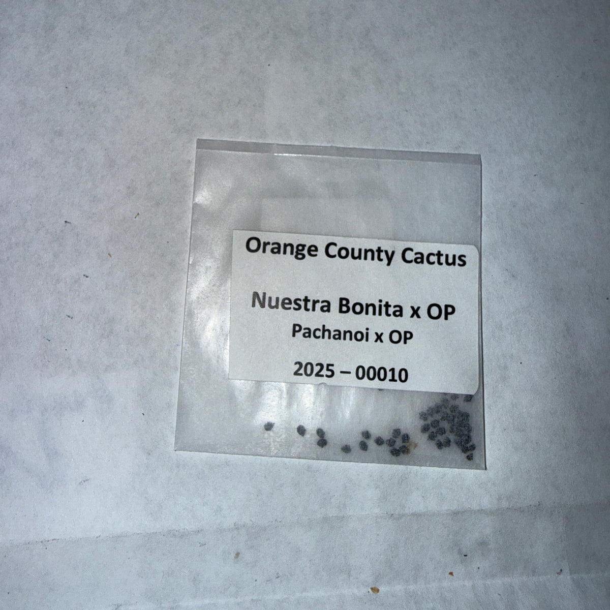 Orange County Cactus - 0010 - Nuestra Bonita x O. P.