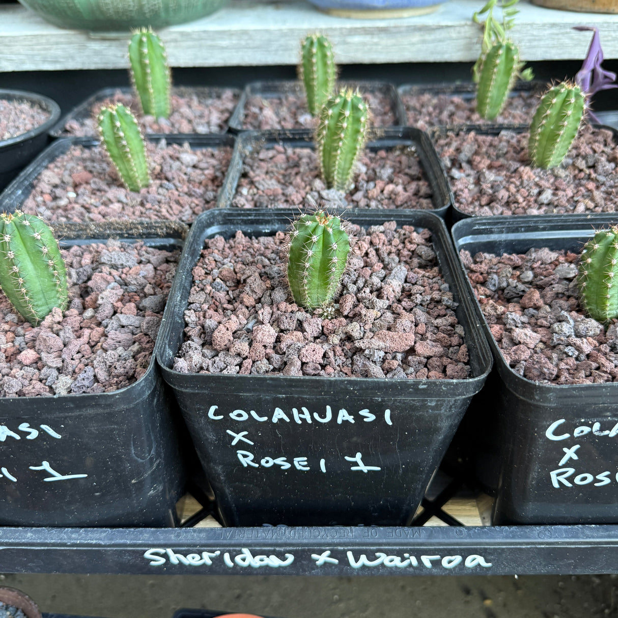 Colahuasi x Rosei 1 - Columnar Cactus Hybrid