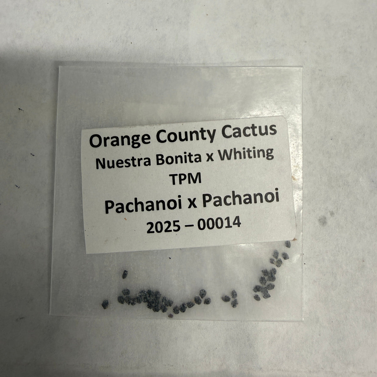 Orange County Cactus - 0014 - Nuestra Bonita x Whiting TPM