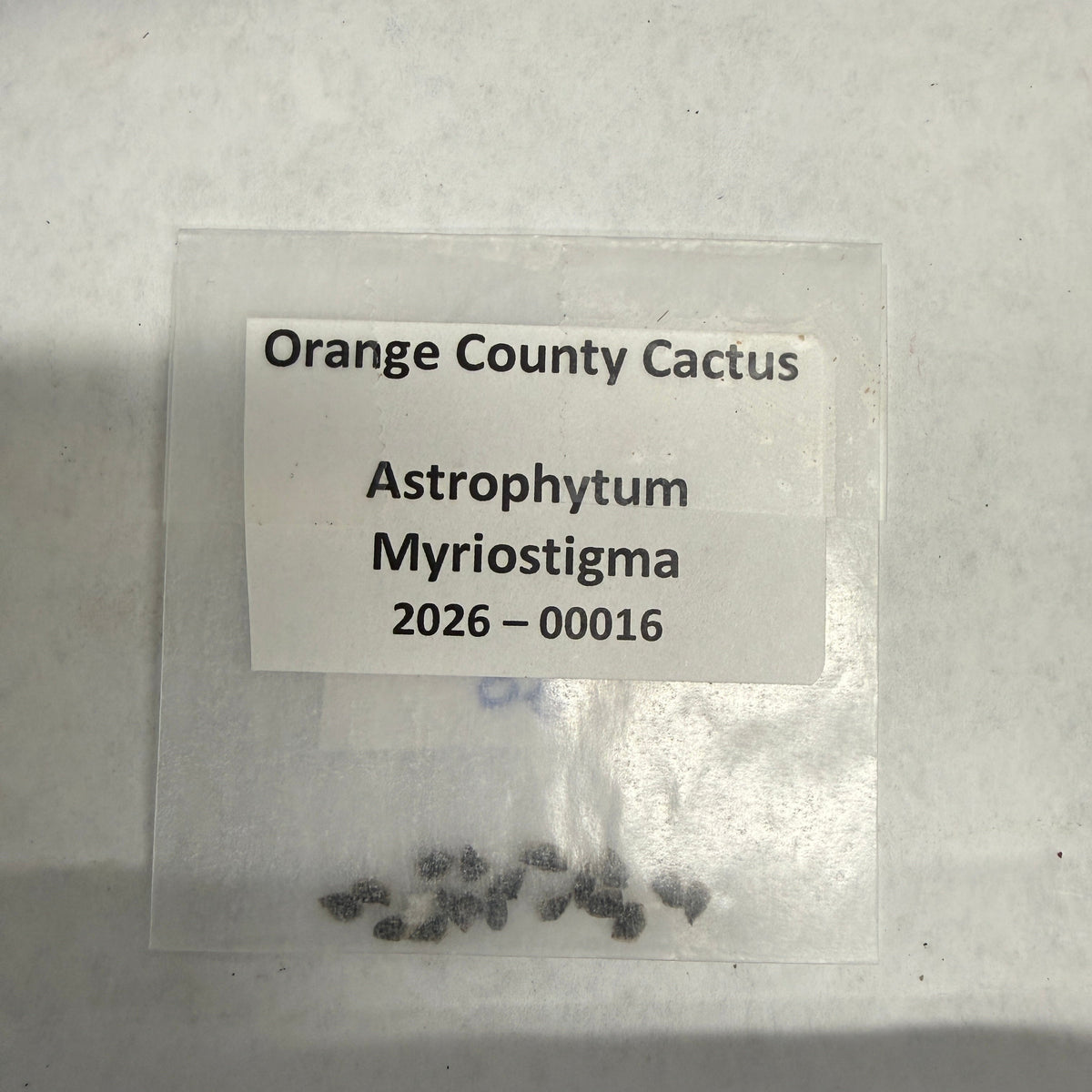 Orange County Cactus - 0016- Astrophytum Myriostigma