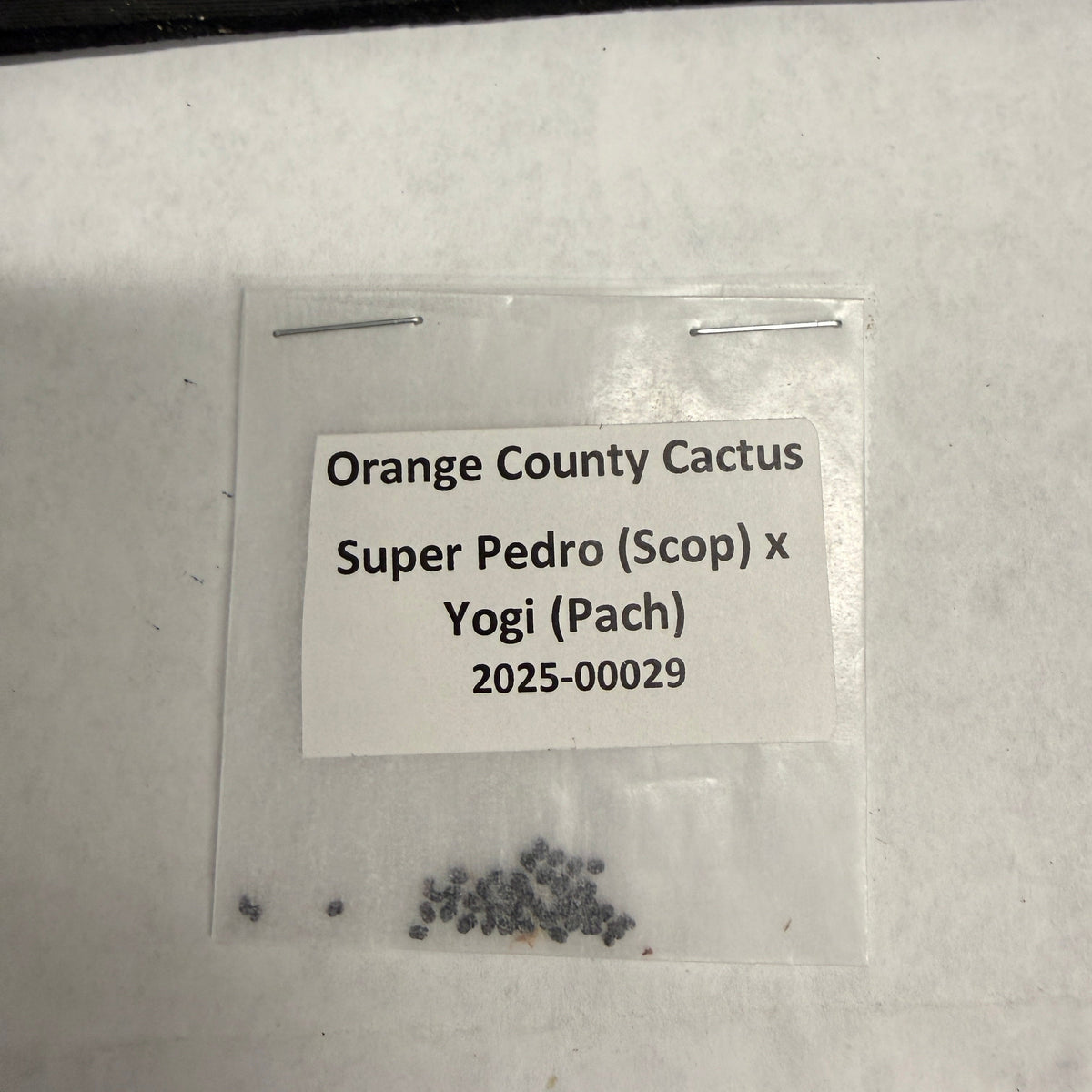 Orange County Cactus - 0029 - Super Pedro x Yogi