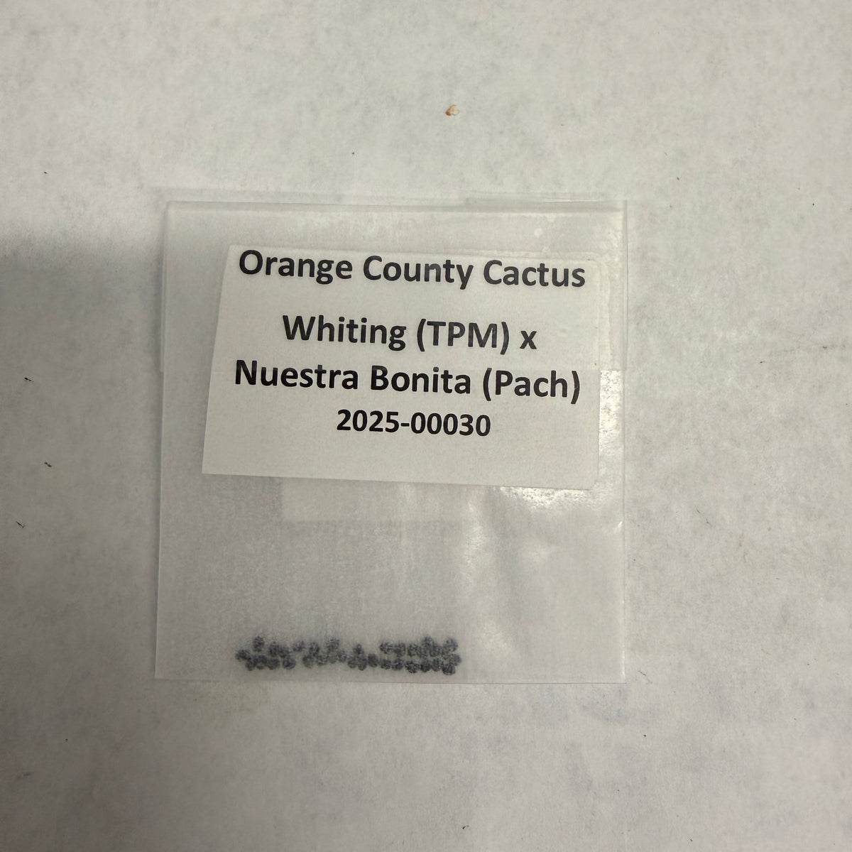 Orange County Cactus - 0030 - Whiting TPM x Nuestra Bonita (Pach)