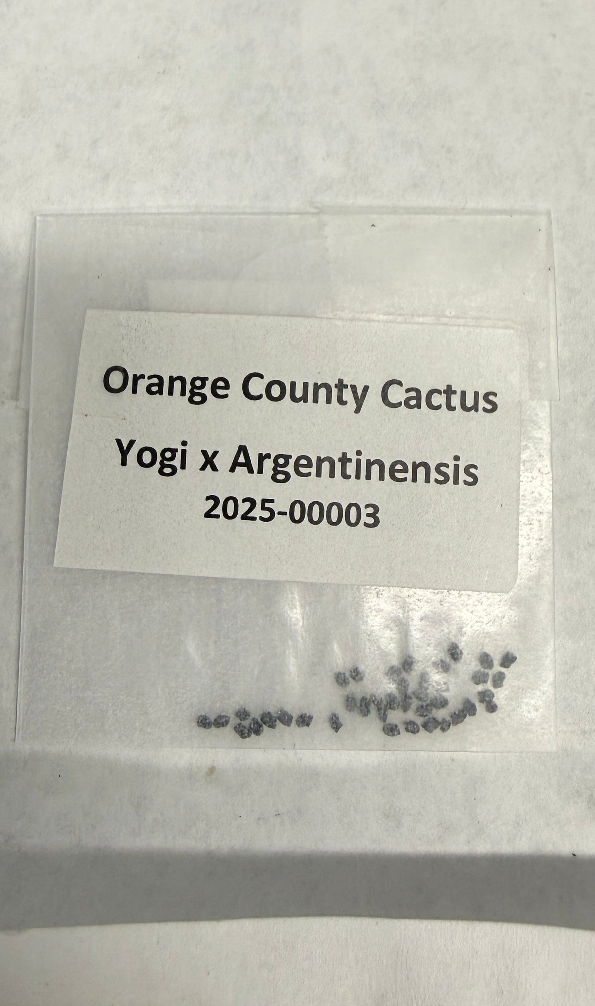Orange County Cactus 0003 - Yogi x Argentinensis - Pachanoi x Argentinensis