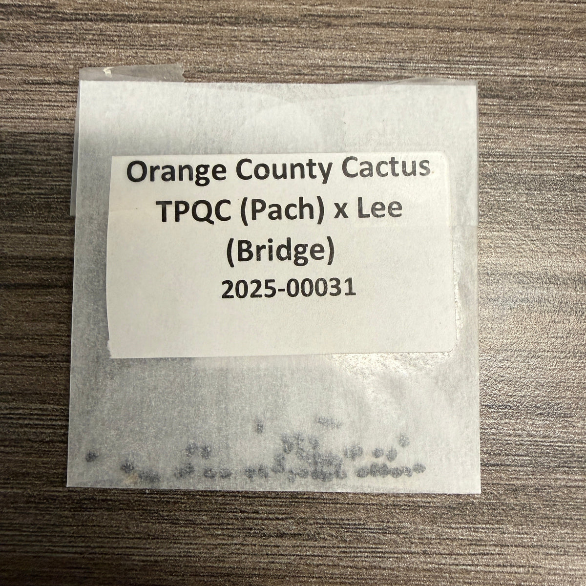 Orange County Cactus - 0031 - TPQC (Pach) x Lee (Bridge)