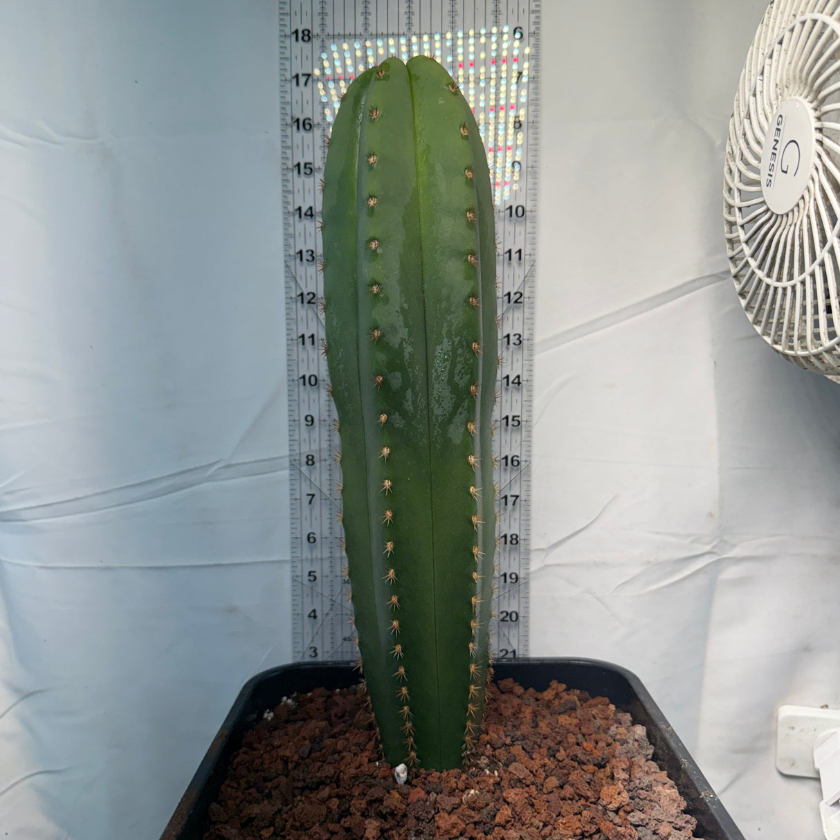 ALTHEA x FERAH - Columnar Cactus Hybrid