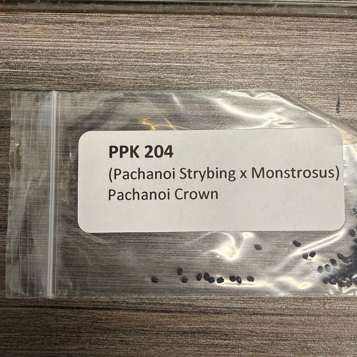 PPK 204 - (Pachanoi Strybing x Montrosus) x Pachanoi Crown