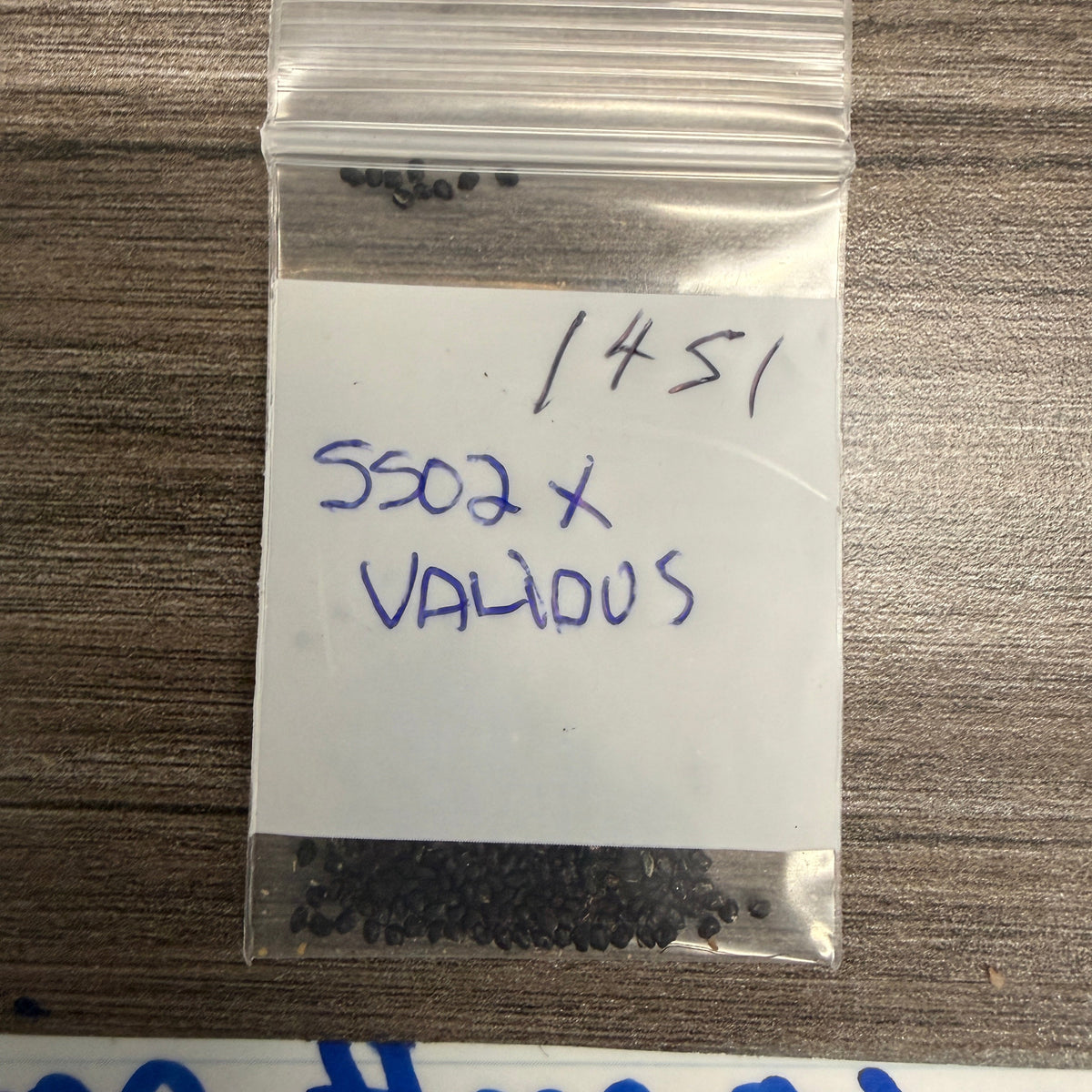 Misplant 1451 - SS02 x Validus