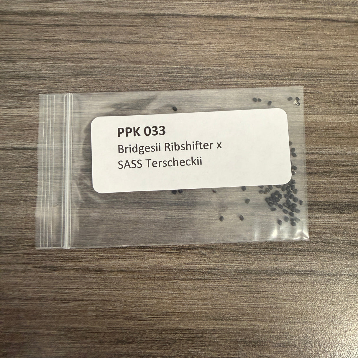 PPK 033 - Bridgesii Ribshifter x SASS Terscheckii