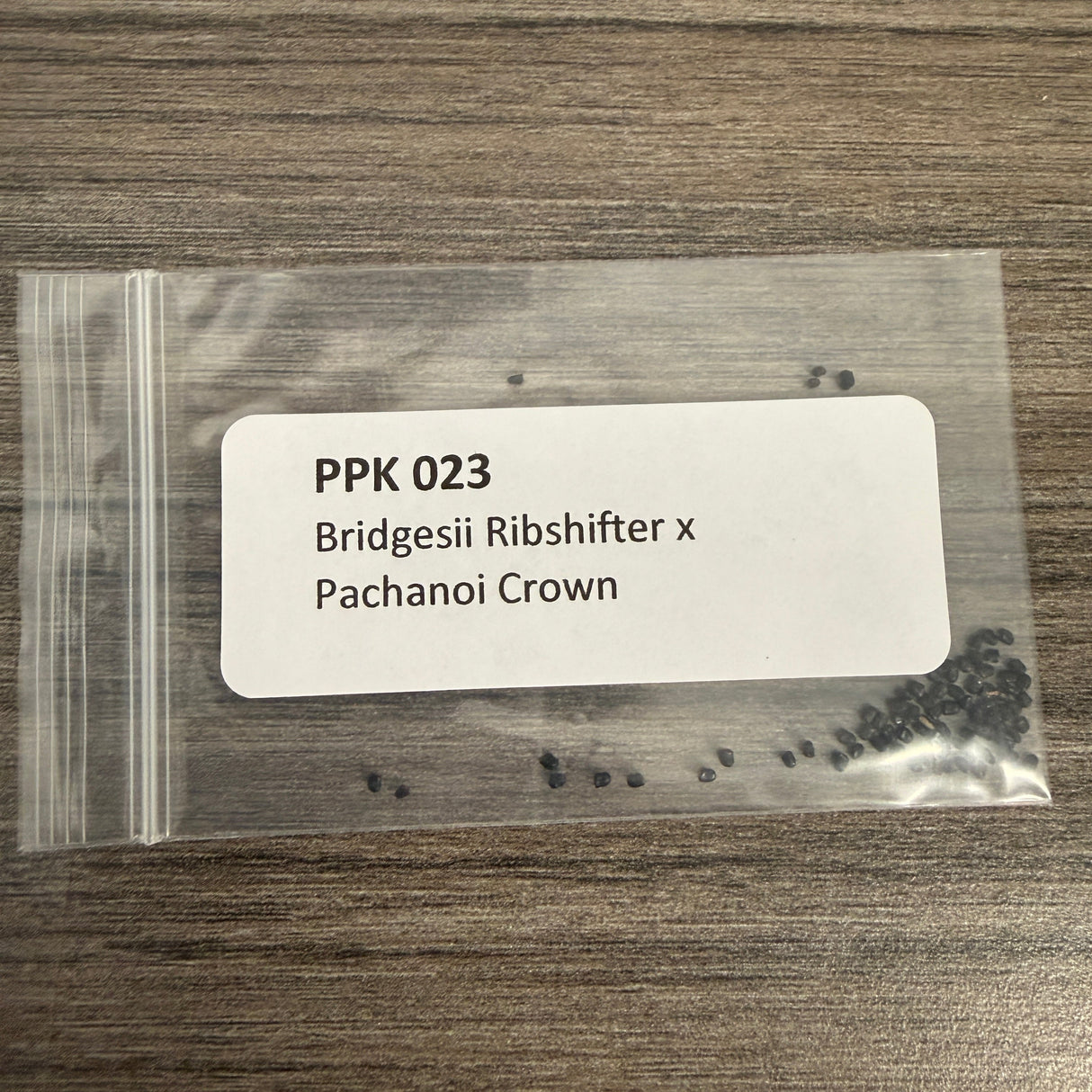 PPK 023 - Bridgesii Ribshifter x Pachanoi Crown