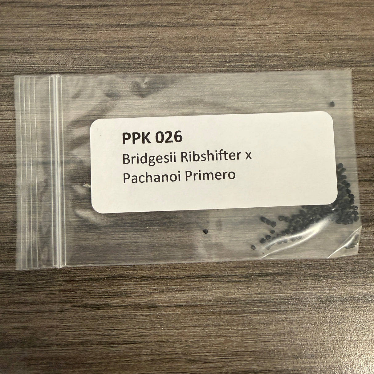 PPK 026 - Bridgesii Ribshifter x Pachanoi Primero