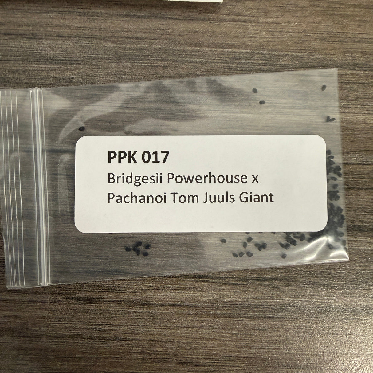 PPK 017 - Bridgesii Powerhouse x Pachanoi Toms Juuls Giant